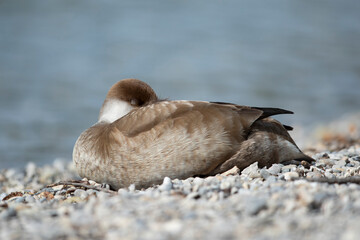 Adult female red-crested pochard (Netta rufina) swimming at Lake Starnberg