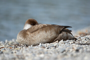 Adult female red-crested pochard (Netta rufina) swimming at Lake Starnberg