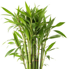 Fototapeta premium Lush Green Bamboo Plant with Vibrant Foliage, bamboo isolated on Transparent background
