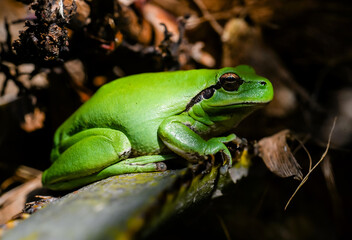 Green tree frog or tree frog on a palm tree close-up