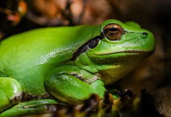 Green tree frog or tree frog on a palm tree close-up
