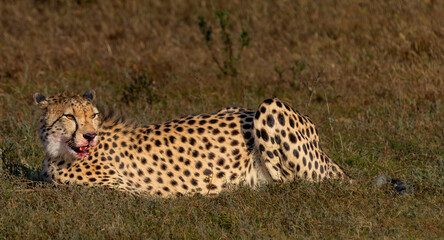 Leopard