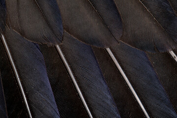 Feather details of a rook (corvus frugilegus)