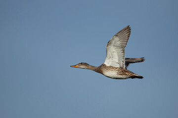 Adult female gadwall (mareca strepera) in flight against the blue sky
