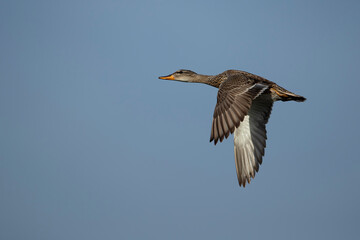 Adult female gadwall (mareca strepera) in flight against the blue sky
