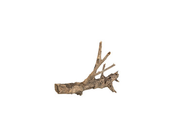 Dry tree twigs branches isolated on white background with clipping path.