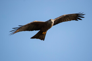 Adult Black Kite (Milvus migrans) in flight