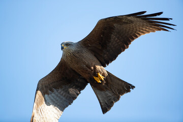 Adult Black Kite (Milvus migrans) in flight