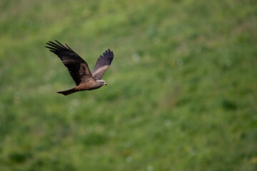 Adult Black Kite (Milvus migrans) in flight