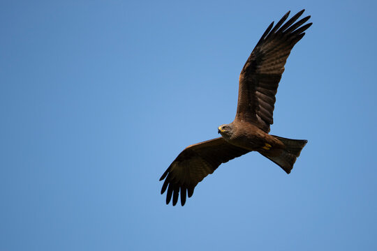 Adult Black Kite (Milvus migrans) in flight