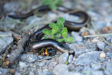 common burying beetle (niccrophorus vespillo) on a dead common slow-worm (anguis fragilis)
