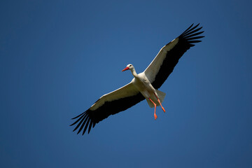Adult White Stork in flight against the blue sky