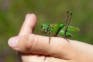 Male wart-biter (decticus verrucivorus) on a hand