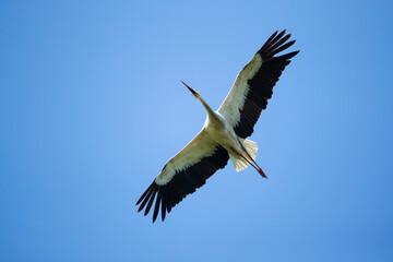 Adult White Stork in flight against the blue sky