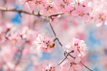 Bees busy on the blooming peach blossoms in spring