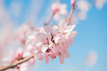 Peach blossoms blooming outdoors in spring