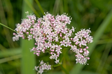 Obraz premium Soft pink flowers of common valerian - Valeriana officinalis