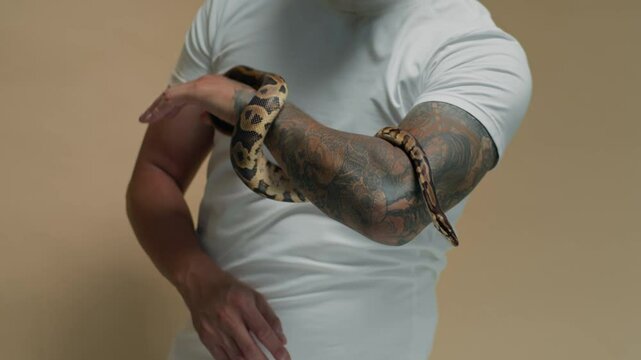 Tilt up shot of athletic tattooed man in white T-shirt looking at ball python wrapping his arm isolated on beige background