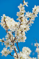 Peach blossoms blooming outdoors in spring