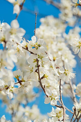Peach blossoms blooming outdoors in spring