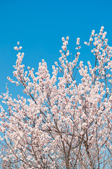 Peach blossoms blooming outdoors in spring