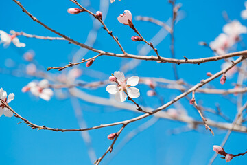 Peach blossoms blooming outdoors in spring