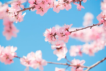 Peach blossoms blooming outdoors in spring