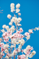 Peach blossoms blooming outdoors in spring