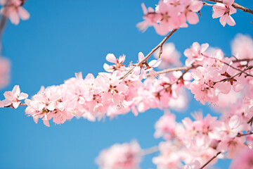 Peach blossoms blooming outdoors in spring