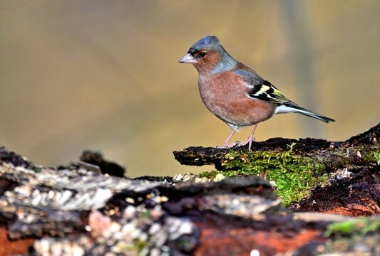 Buchfink auf bemoostem Stamm