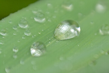  Macro of rain drops on a green grass blade, selective focus with bokeh background 
