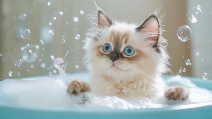 Ragdoll cat playing in the bathtub