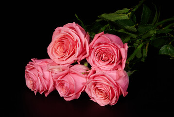 Five pink roses on black background, isolated