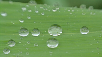 Macro of rain drops on a green grass blade, selective focus with bokeh background 