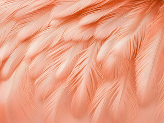 Peach Feather Texture Background Image