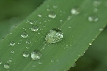 Macro of rain drops on a green grass blade, selective focus with bokeh background 