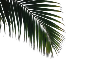 Obraz premium Elegant Palm Leaf Silhouette Isolated on a White Background