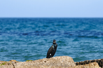 Cormorán grande Phalacrocorax carbo posado en roca con fondo del mar mediterráneo, La Mata, España
