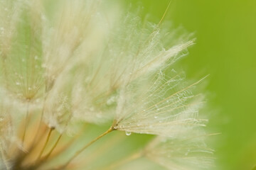Macro of dandelion seeds with raindrops. Closeup of the seed of a dandelion clock with rain drops,...