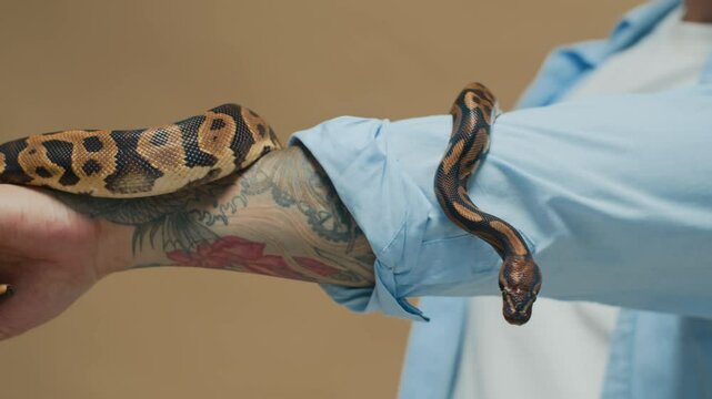 Handheld shot of tattooed person wearing light blue shirt interacting with crawling snake having intricate patterns indoors