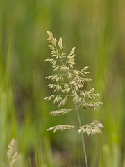 Closeup of the yellow flower of yorkshire fog grass, selective focus with green bokeh background 