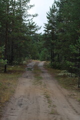 Fototapeta premium forest road past pine trees in summer