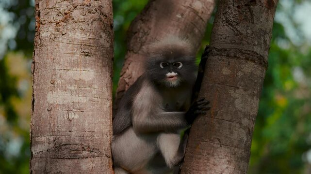 Close-up of a Dusky Langur monkey eating in the trees. Slow-motion wildlife shot. Ao Manao, Thailand