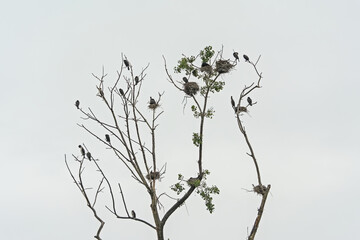 Tree with spring foliqge and a cormorant colony in Bourgoyen nature reserve, Ghent, Flanders,...