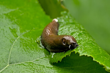 Slimy land slug on a fresh green leaf, closeup, selective focus wit bokeh background
