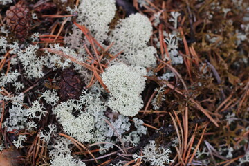 light moss in the forest macro