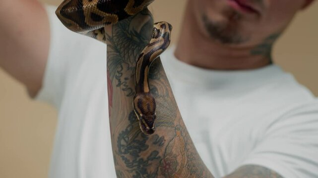 Tilt down shot of male multicultural owner looking at python snake crawling over his tattooed arm at indoor setting