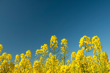 blooming yellow bright rapeseed flower against a blue sky on a sunny day
