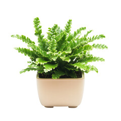 Fototapeta premium Asplenium nidus plant in a square ceramic pot showcasing lush green foliage indoors, Asplenium nidus plant displayed in square ceramic pot isolated on solid transparent background