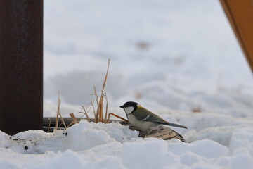 japanese bird